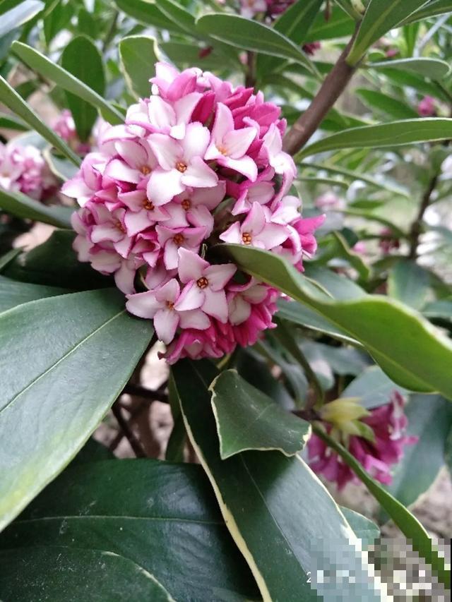 阳春三月，出门踏青，原来有这么多漂亮花！