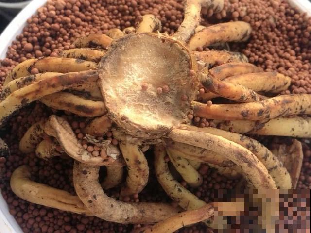 嫌花长得丑，趁现在砍头，2个月脱胎换骨！
