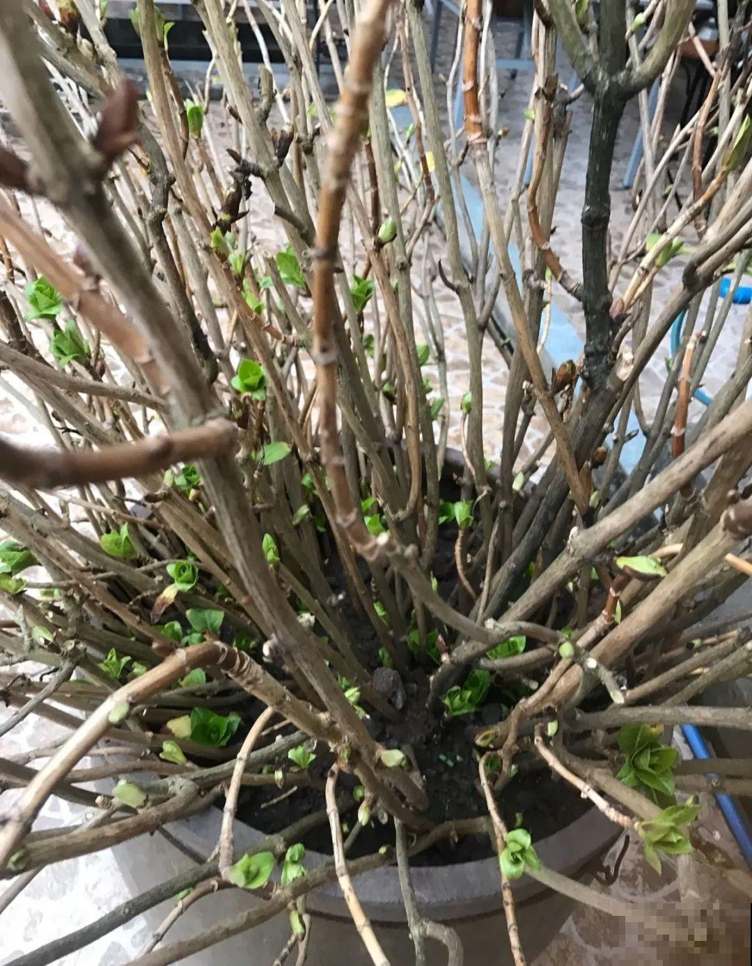 大水缸养花，30年不用换盆，放门口能当传家宝！