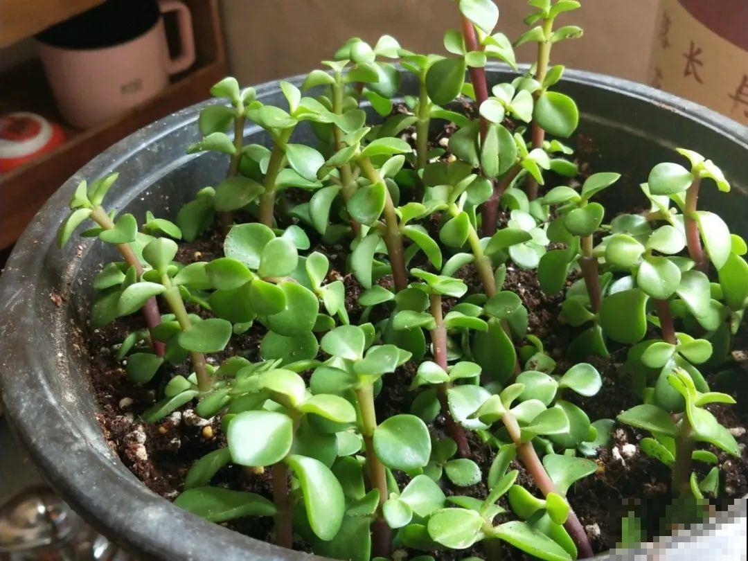 20种常见花，扦插方法大全，不用再花钱买了！