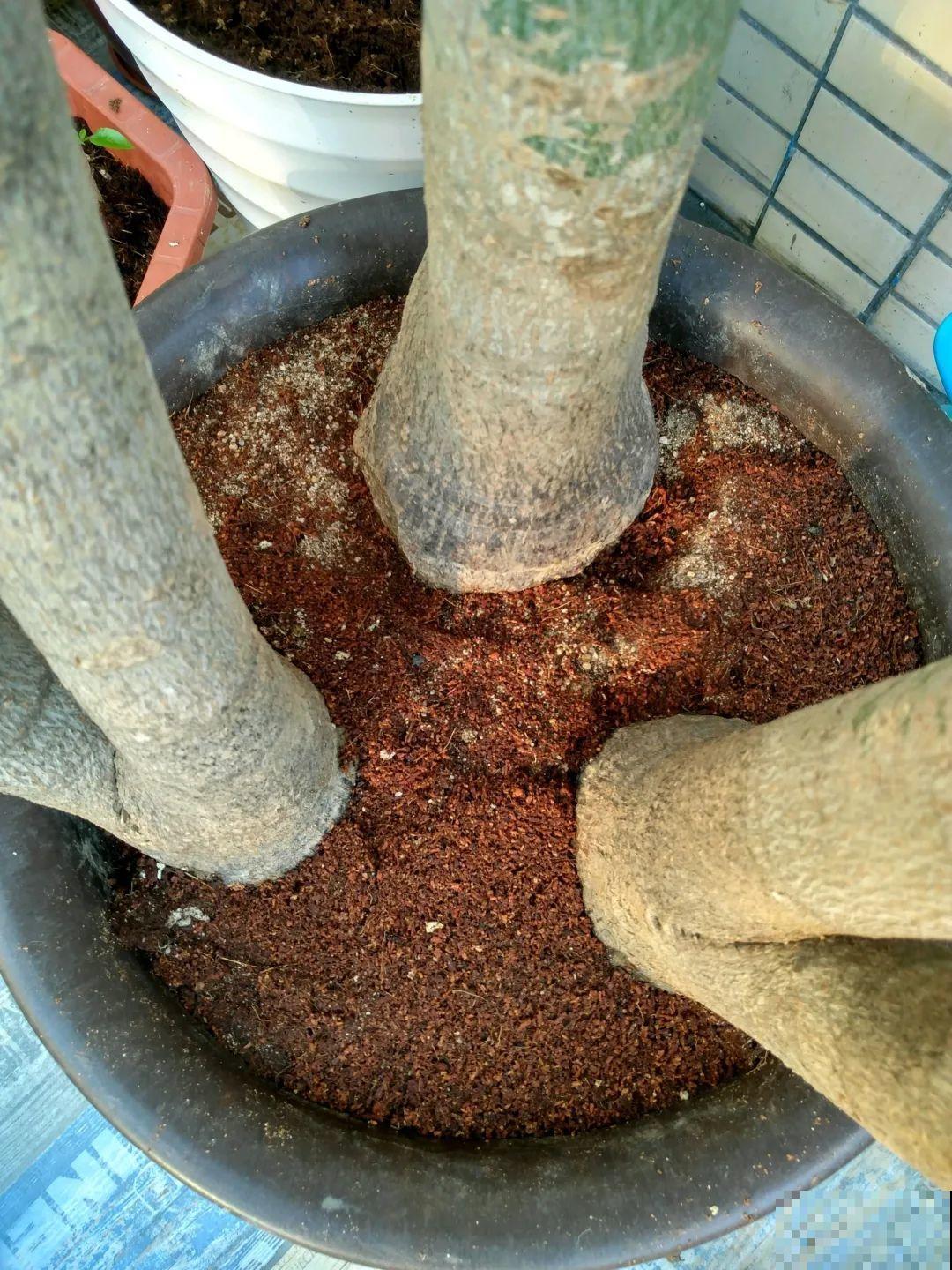 换盆的最佳时机到了，换完花儿就疯长，错过会后悔！