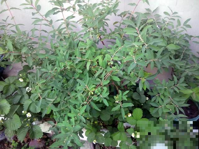 春天适合在家种果树，阳台上也能养，一棵能接满树果