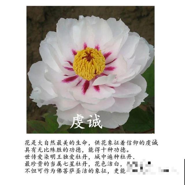 春天最大气的花，开出第一朵，就惊艳全场！