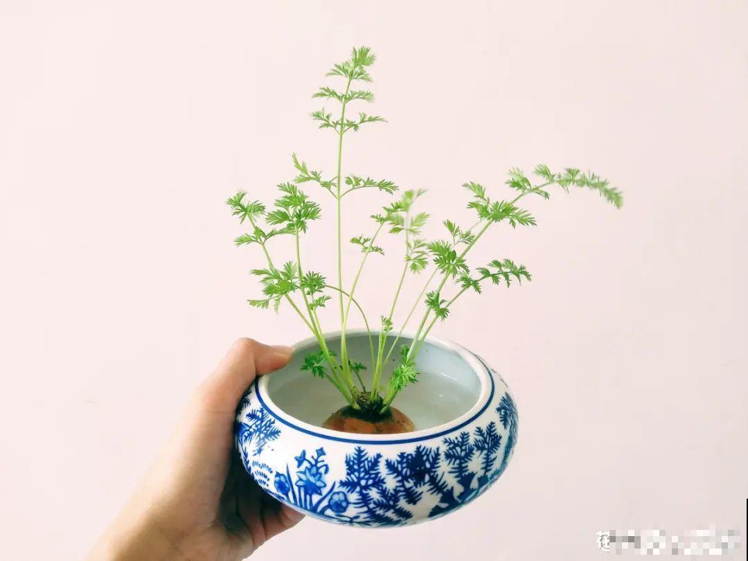 15种花超好活，掰个叉丢水里，自己发芽开出花！