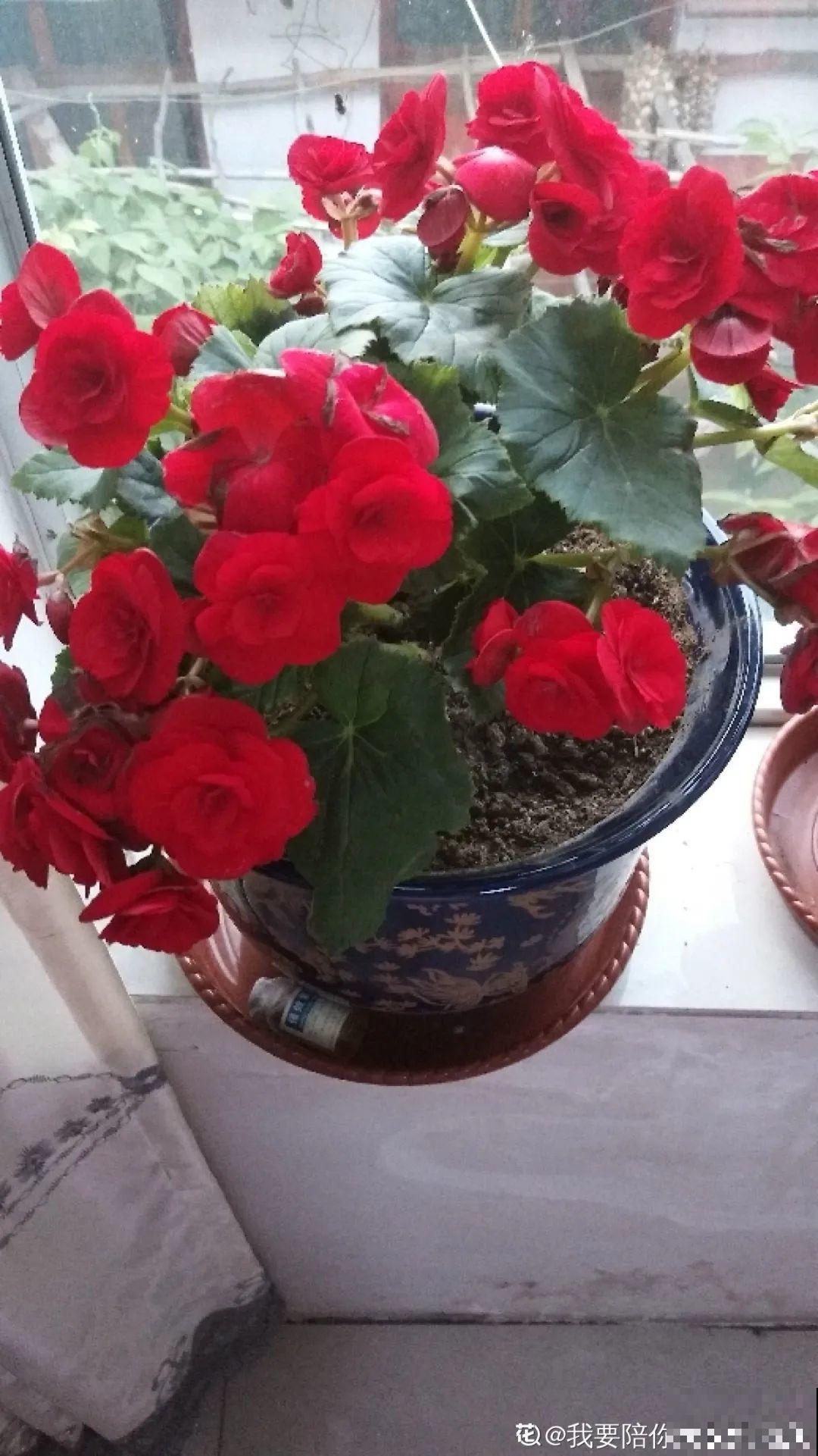 不是所有花都能喷水，这6种花要注意，喷水太多容易烂叶