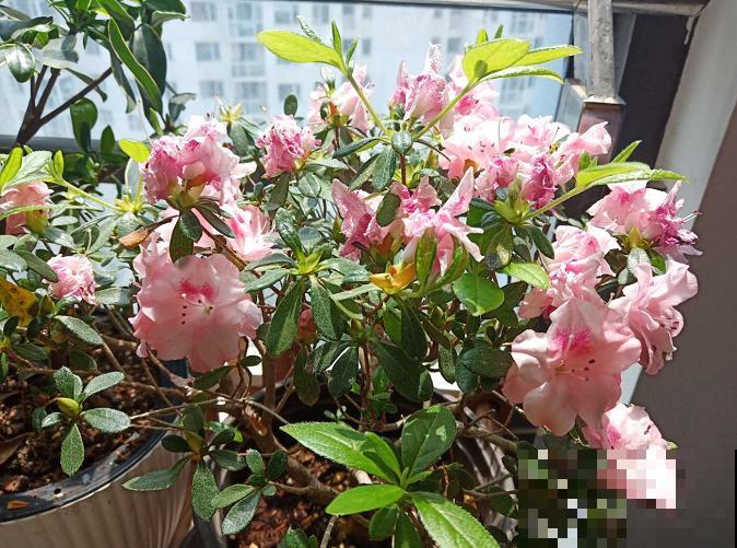 最难浇水的一种花，浇多浇少都不行，养一盆死一盆！