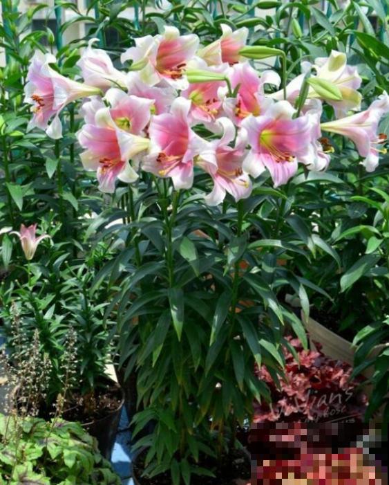 没院子，就不要养这4种花，根本出不来效果！