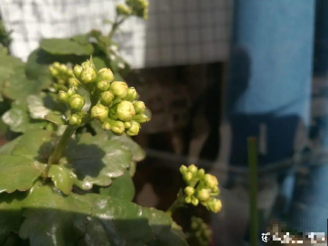 冒花苞了，要这么养，才能顺利开花！