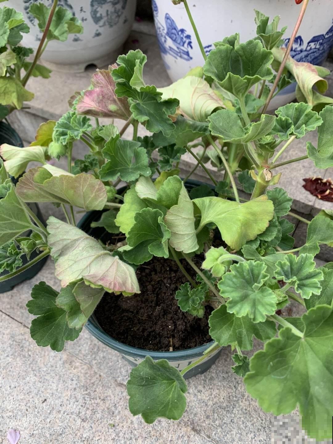 种花只长叶不开花，狠心剪一剪，呼呼长爆盆