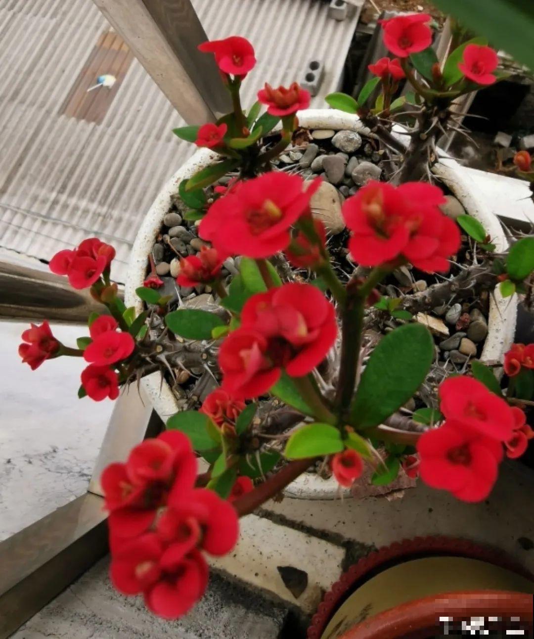 10种耐旱植物，平时少浇水，开花更准时！