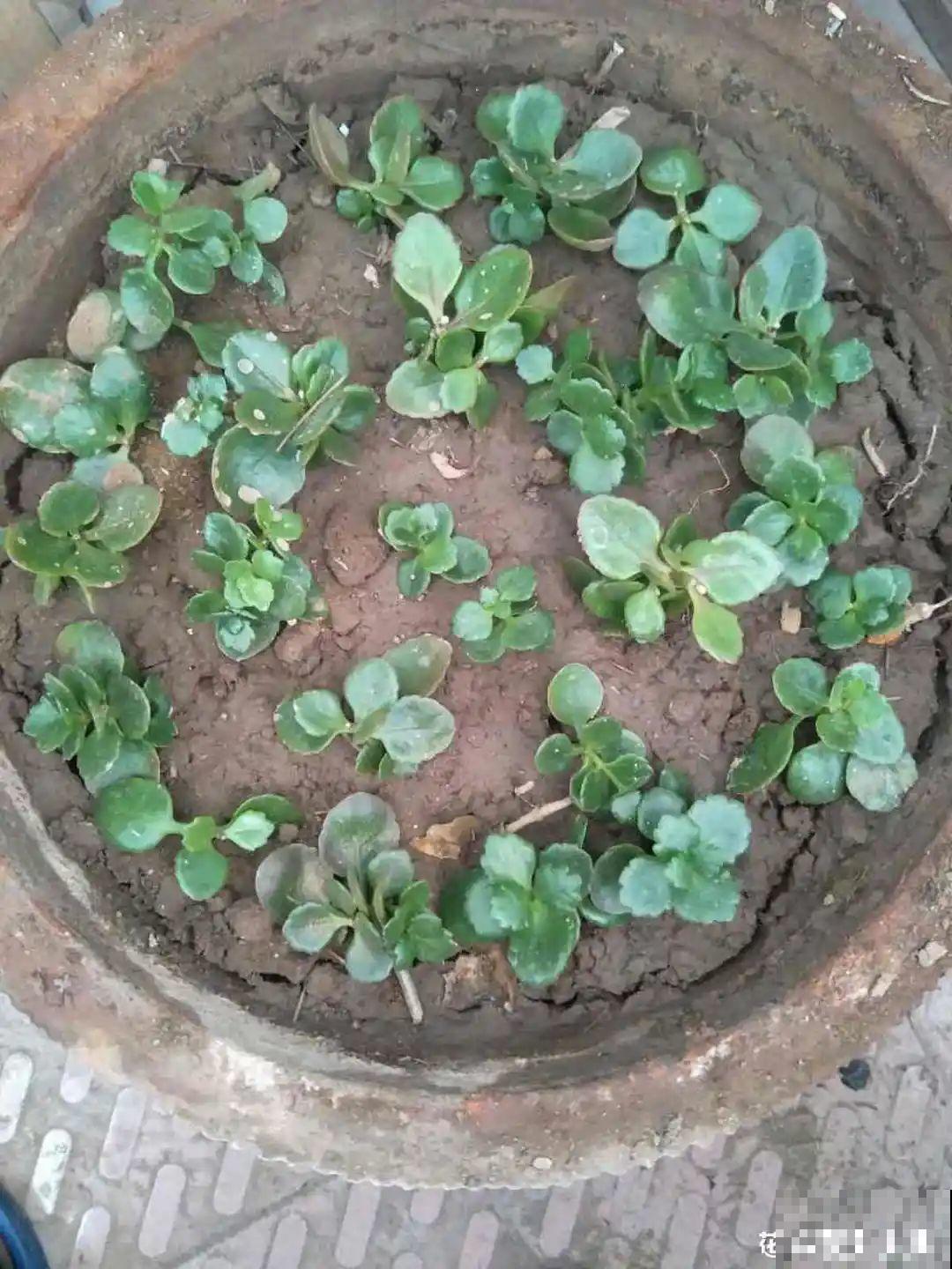 3种花，开败后狠心剪个秃头，下次开花会更猛！