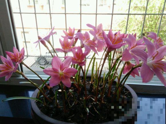 路边一种“韭菜”花，种盆里太养眼，一淋雨就开花！