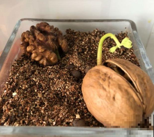 他把核桃丢水里，7天出芽，长成一棵小树苗！