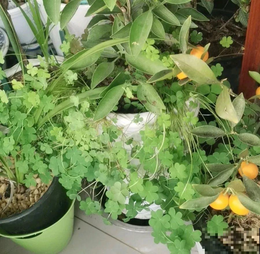 这个品种的酢浆草，发现了就得拔光，要不花都死翘翘