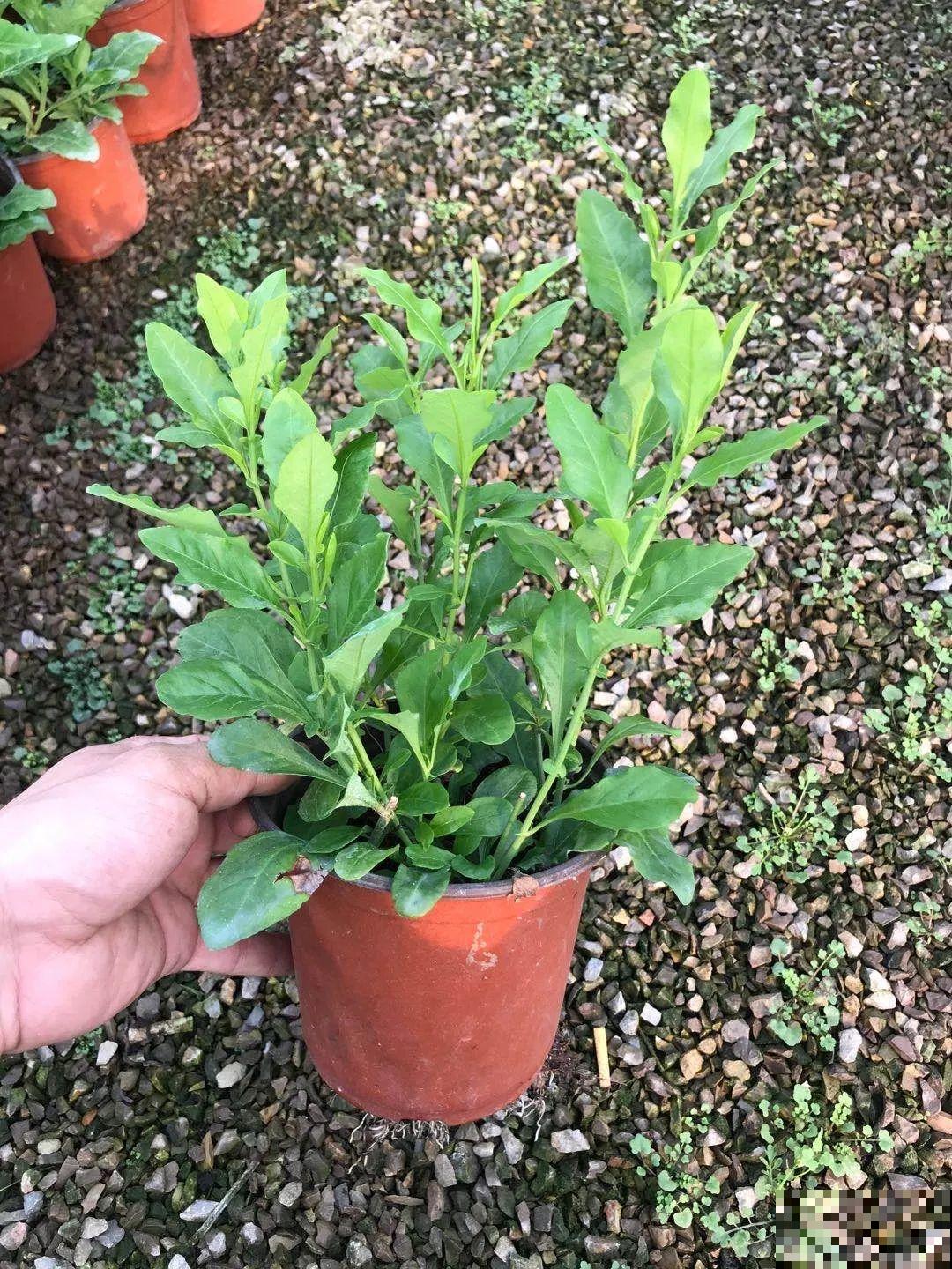 这花春天长最快，俩月爬满一面墙，从3月开到11月！