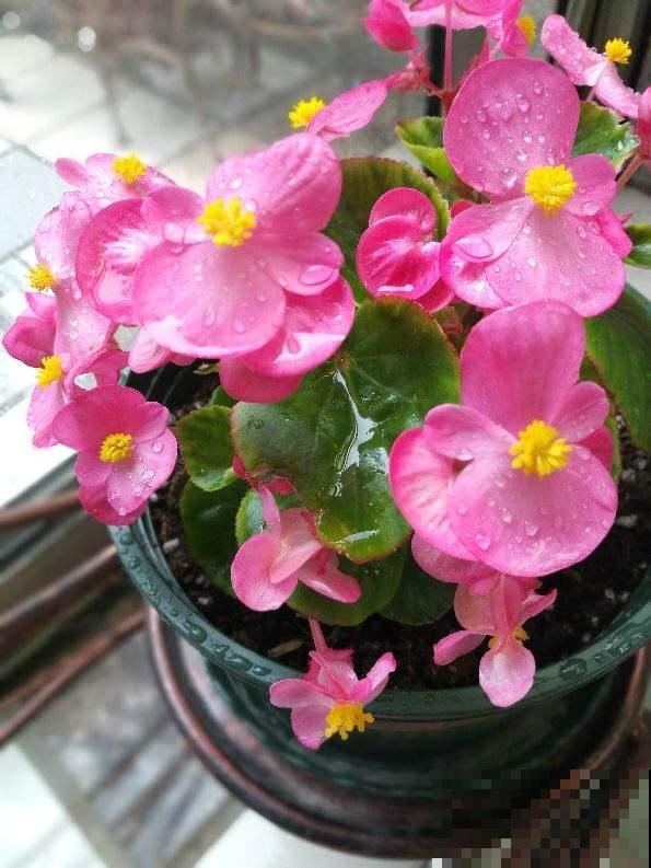 四季海棠很好养，春季养护注意3件事，开花一整年！