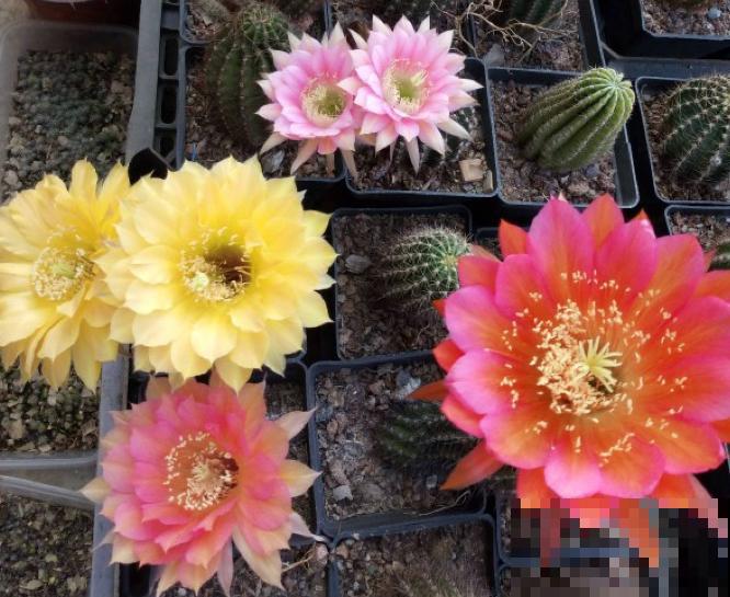 这花一年只开一次，一次只开一天，花朵却比牡丹还惊艳！