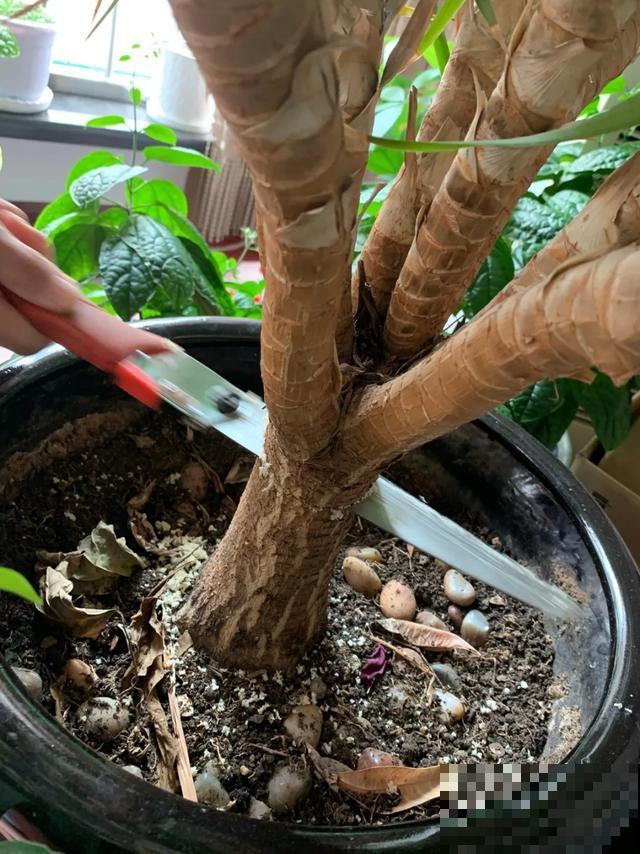 嫌花长得丑，趁现在砍头，满盆都是新叶子！