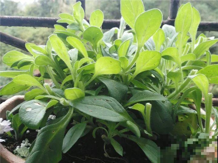 橡皮树春天要打顶，独杆变成大伞盖，叶子挤满盆！