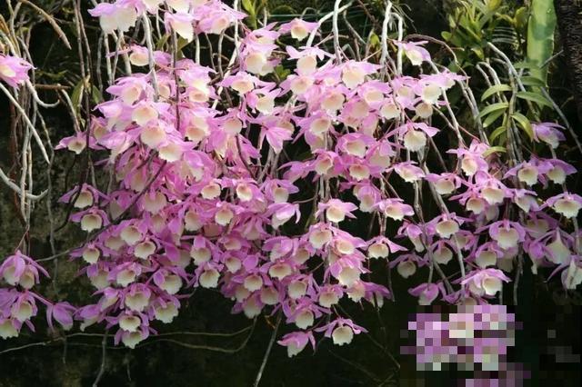 人养花，花也养人，9种花能治病，连医生也爱养！