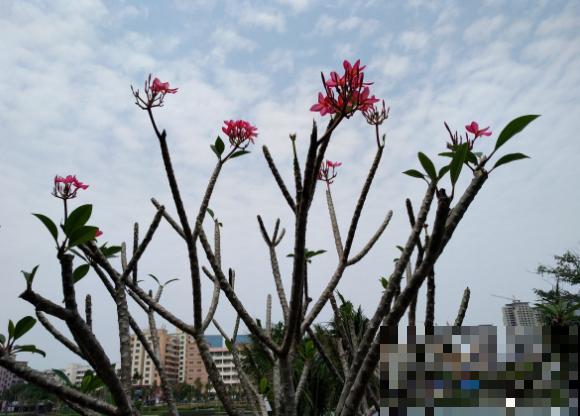 鸡蛋也会开花？没错，还是老中医非常喜欢的一种花！