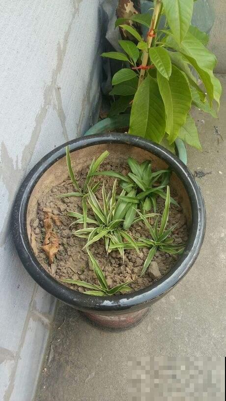 吊兰怎么繁殖更简单？长满阳台放不下，只好拿去送人！