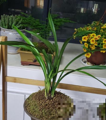 这花耐阴怕晒，摆在家里上档次，开花满屋子香味！