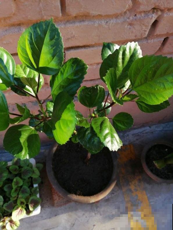 扶桑花典雅浪漫，扦插成十来盆，每盆开出碗口大的花！