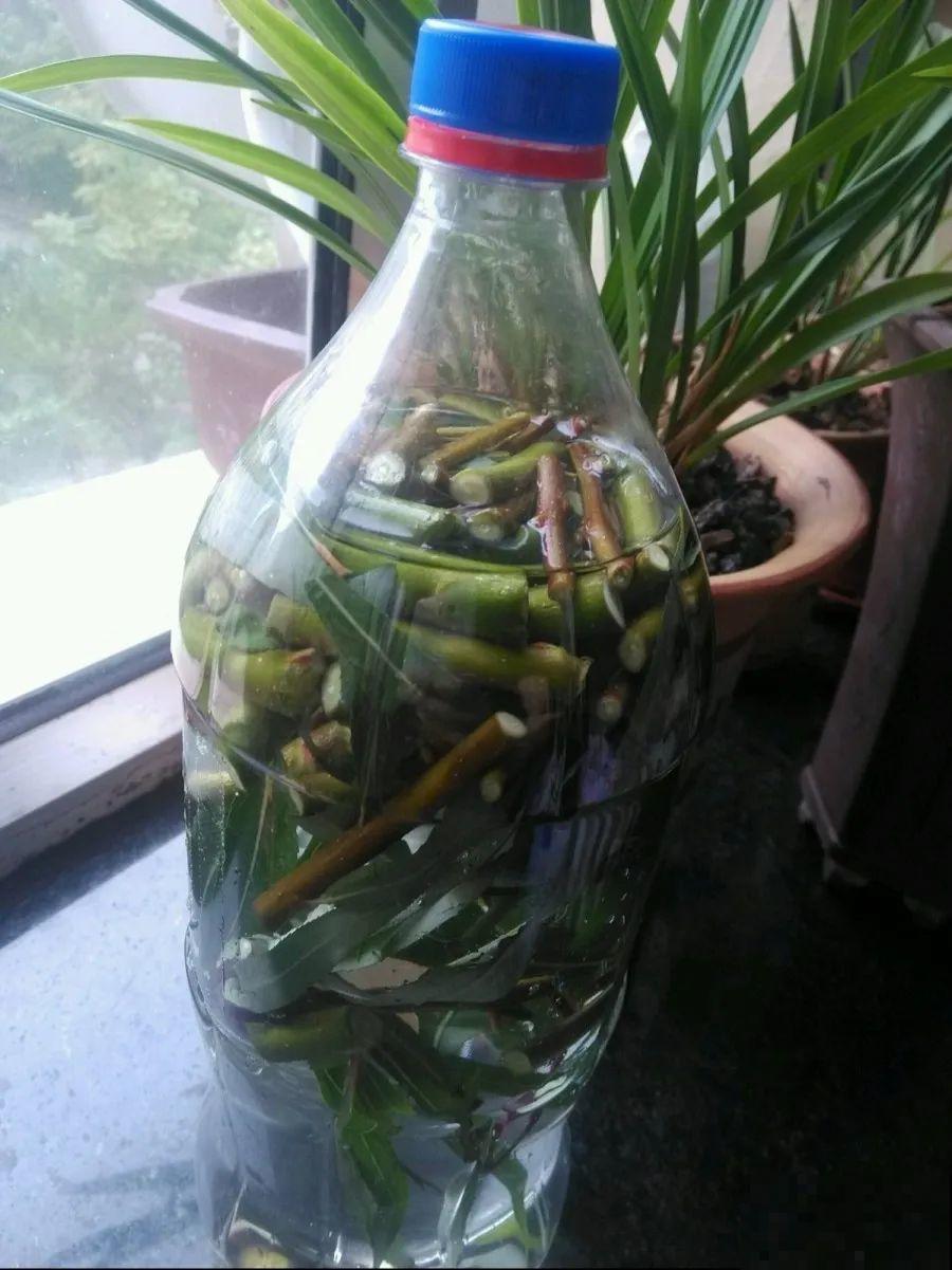在家自制壮根水，7天浇一次，养出白胖萝卜根！