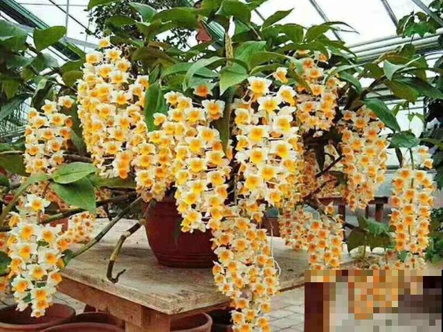 人养花，花也养人，9种花能治病，连医生也爱养！