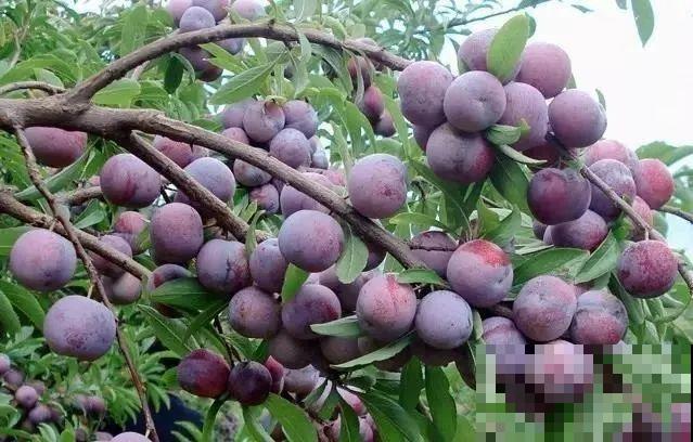 有院子的话，一定种棵李子，寓意好、结果多！