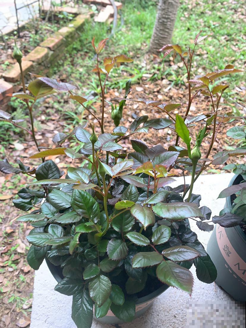 月季光开花不结果，就是几点不到位，学会后能摘一堆！