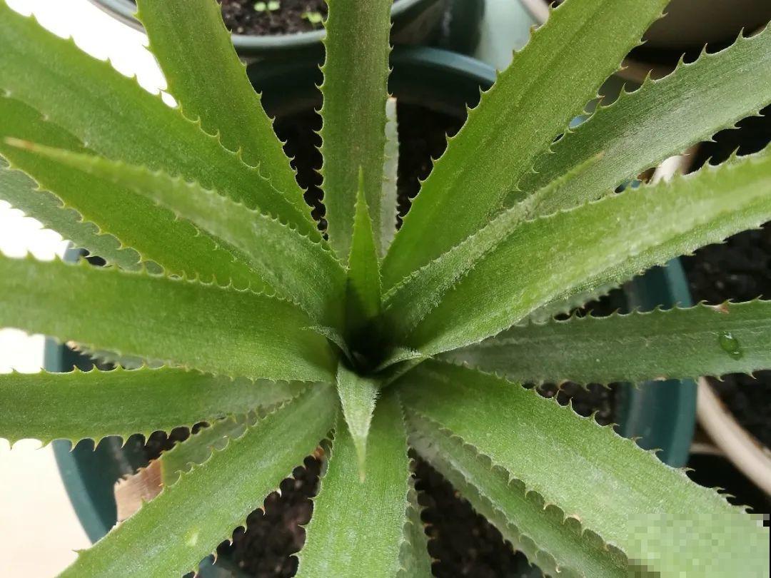 吃剩的菠萝头别扔，剪一剪种土里，结出金黄大菠萝