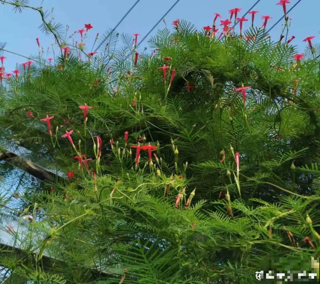家里养盆垂吊花，呼呼长成绿帘子，看着真凉快