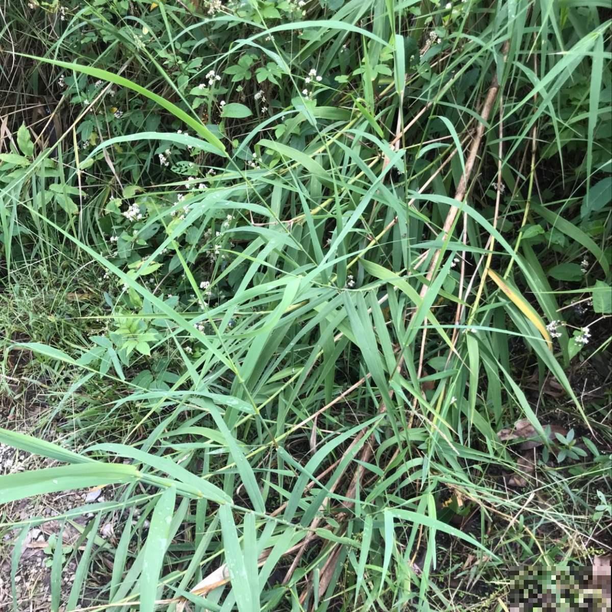 路边常见的野草马唐，是家畜最爱的小零食，种花盆里也有趣！