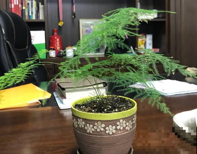 超耐阴的文竹，3个小手段，养成绿油油的小森林！