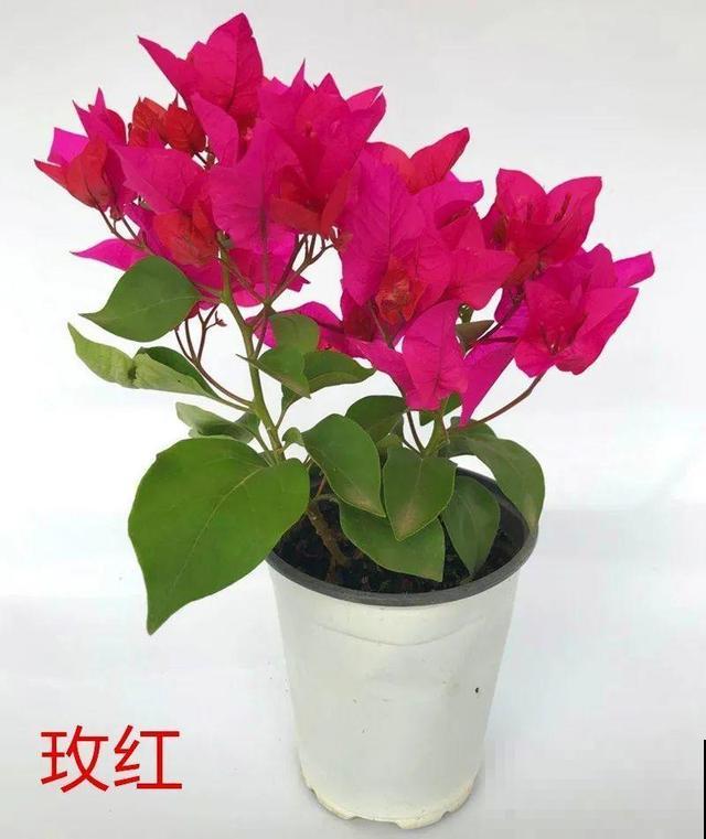 现在养三角梅，长的快、开花多，想开几次都行！