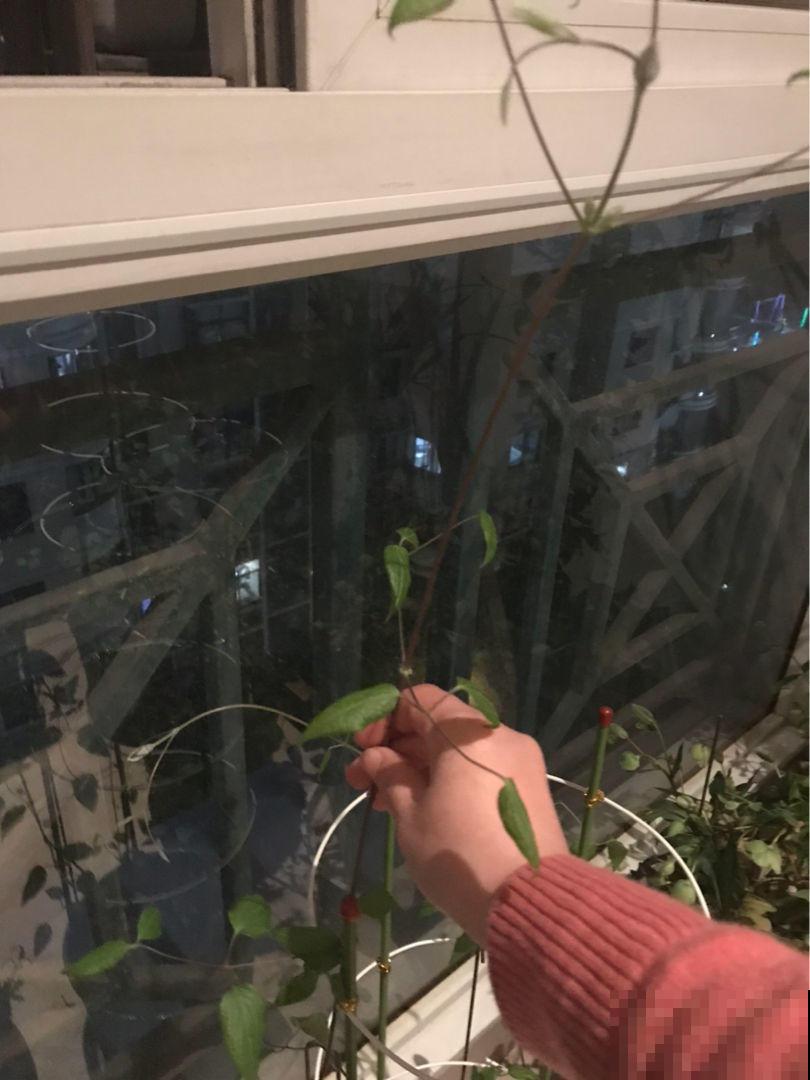 藤蔓植物春天咋养，才能开出满墙花海？几个技巧要摸清！