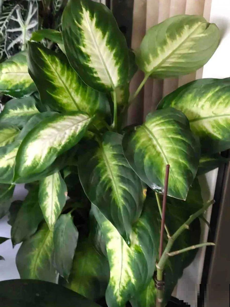 10种花，春天不能晒，躲屋里最安全！