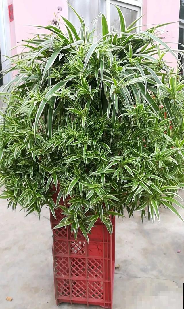 家里养盆虎皮兰，小花盆、挤着养，疯狂开花爆小崽！