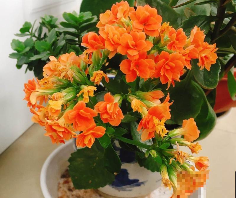 家里这4种花，夏天不要多浇水，一浇就烂根！