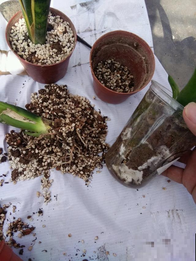花烂根了别丢，塑料袋里捂一捂，大白根立马蹭蹭冒！