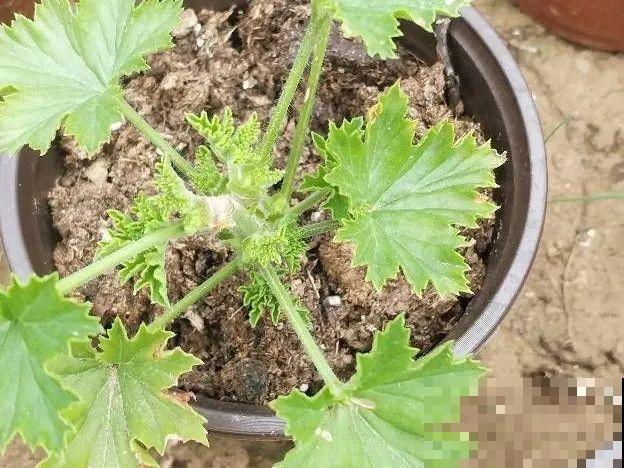 橡皮树春天要打顶，独杆变成大伞盖，叶子挤满盆！