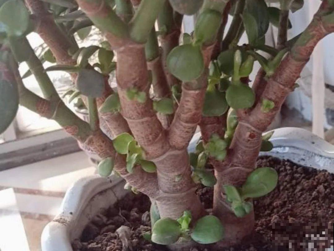 10种耐旱植物，平时少浇水，开花更准时！