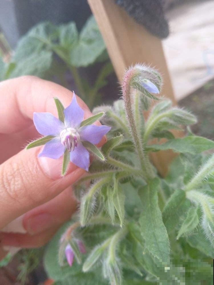 爱上“琉璃苣”女孩？原来真的有这植物，模样果真清纯动人！