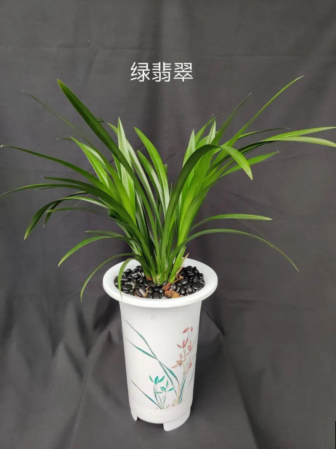 活的“香水花”，家里养一盆，有品位、气质佳！