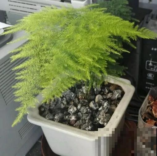 嫌花长得丑，趁现在砍头，2个月脱胎换骨！