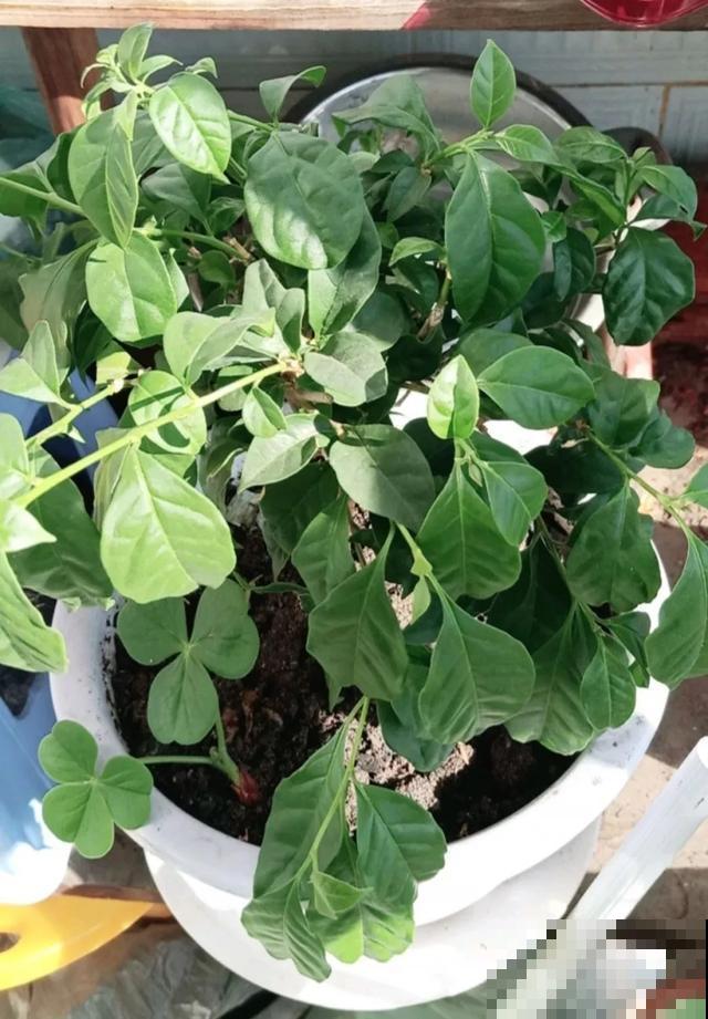如果你有个院子，那一定要养这5种花，开花又多又香！
