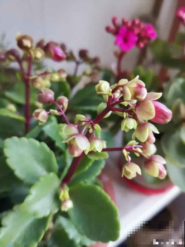 阳春三月，出门踏青，原来有这么多漂亮花！