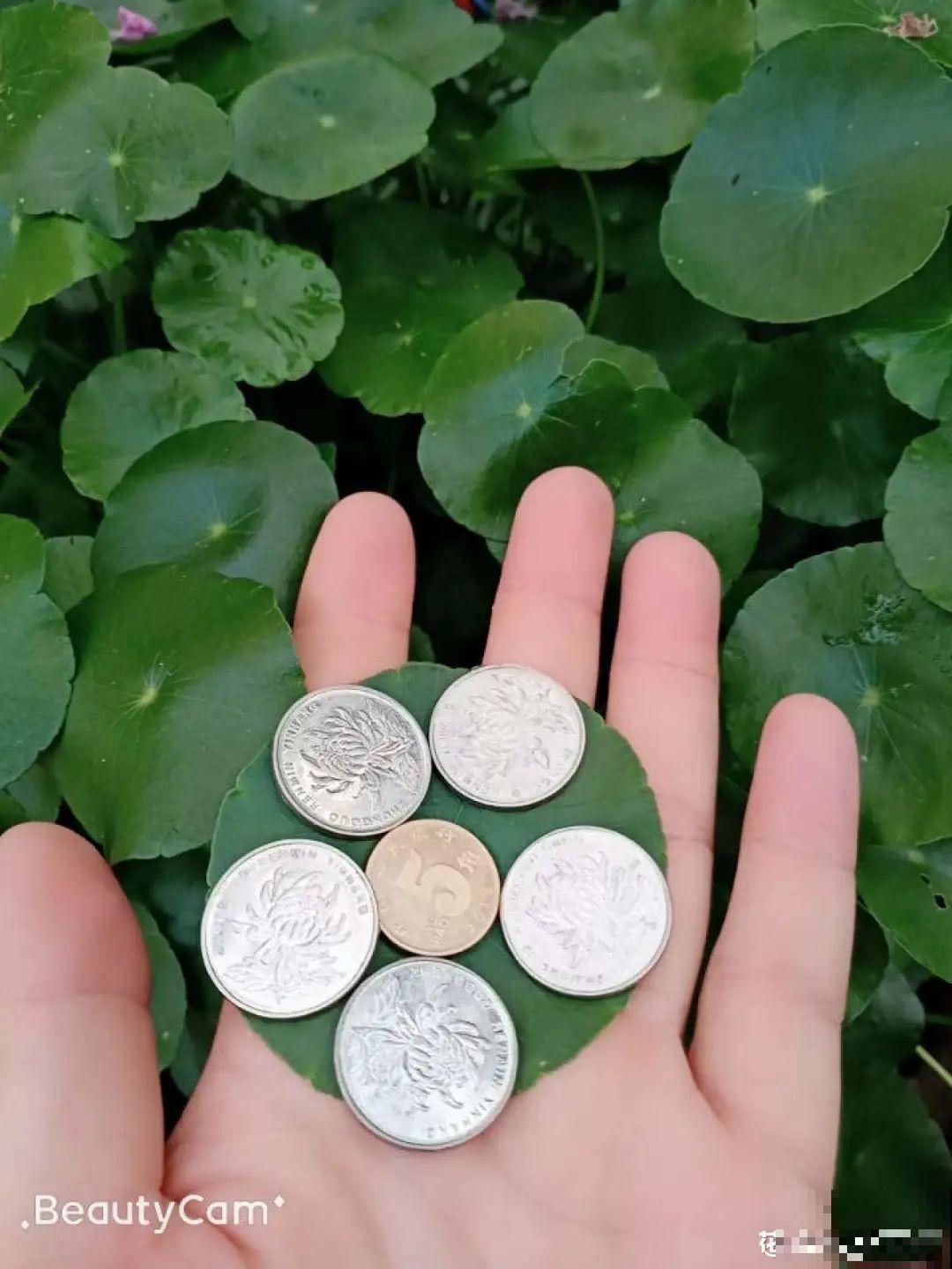 这10种花，天越热越扦插，3天冒出大白根！